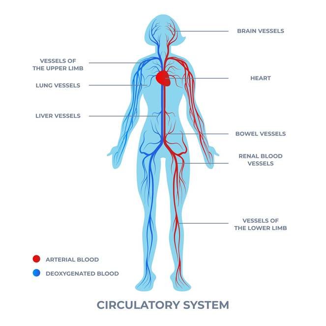 Diagram showing the circulatory system and pressure points of the human body