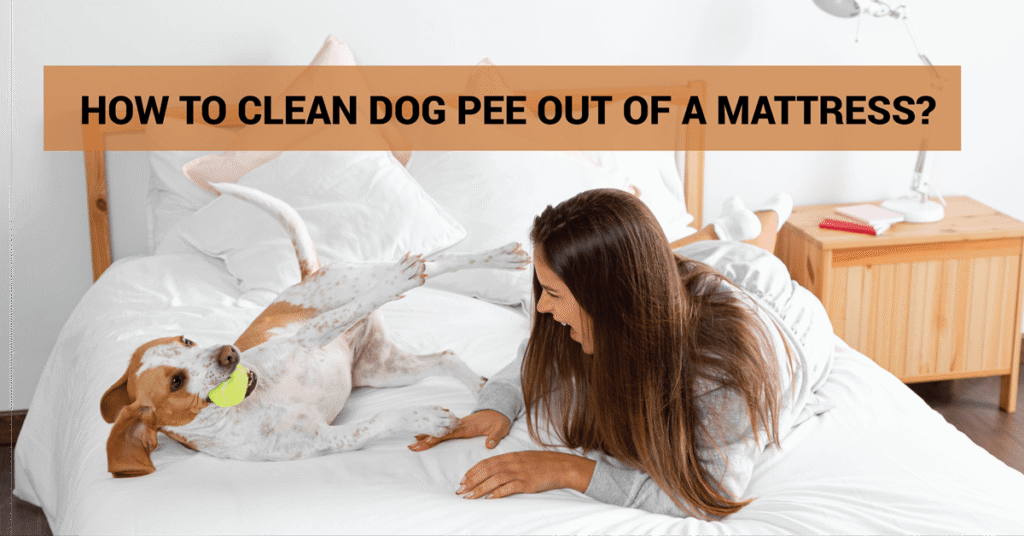 How to Clean Dog Pee Out of a Mattress